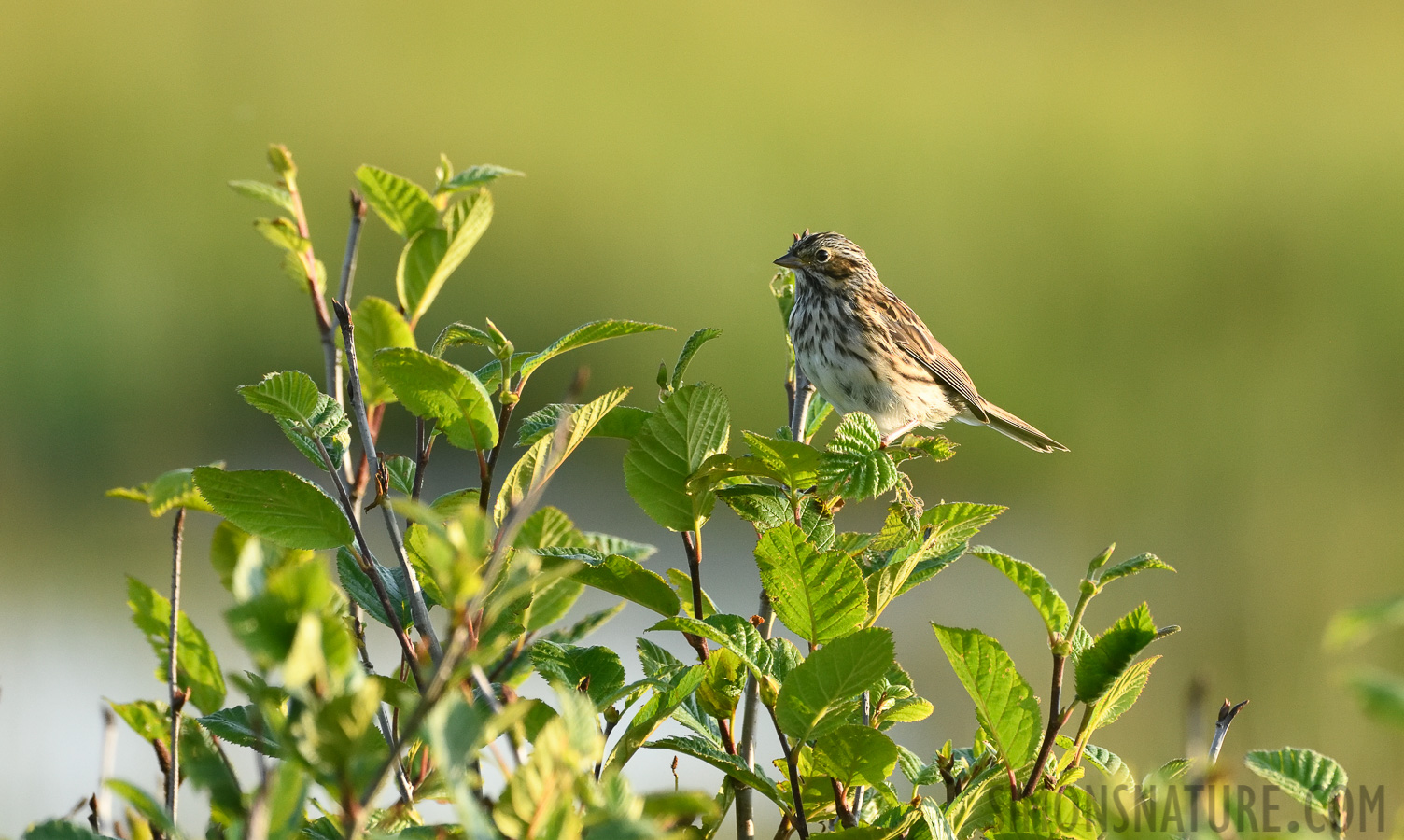 Passerculus sandwichensis labradorius [400 mm, 1/1000 sec at f / 7.1, ISO 1600]